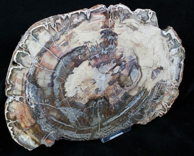 Beautiful Inch Araucaria Petrified Wood Slab #3950